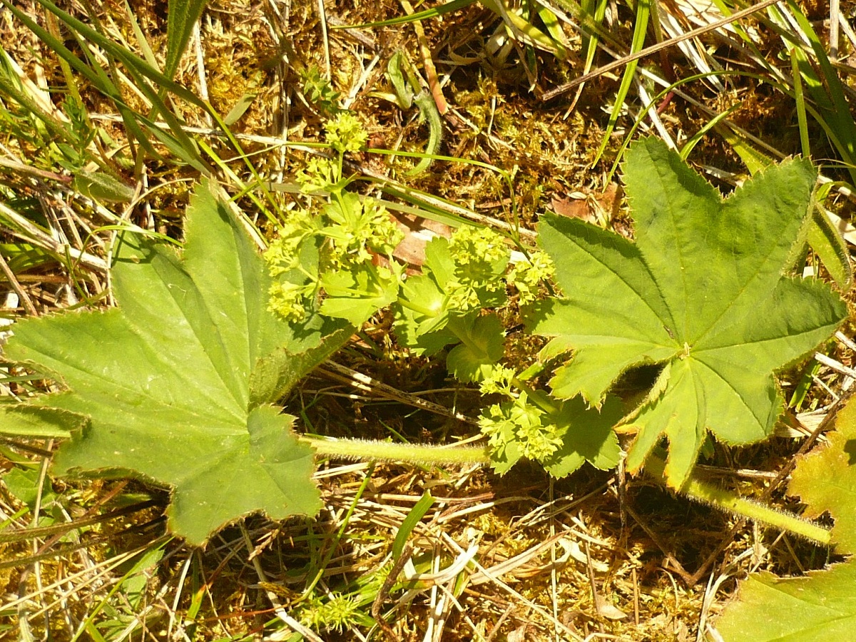 Alchemilla xanthochlora (Rosaceae)